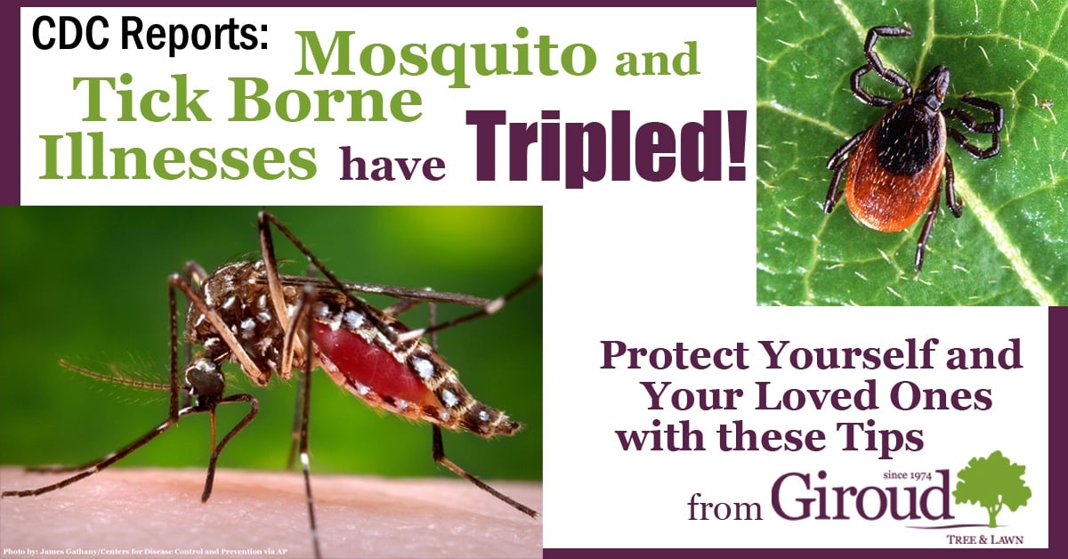 Mosquito and Tick Borne Illnesses have Tripled Protect Yourself Tips