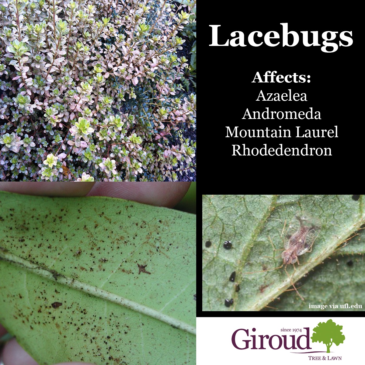 2018-Top-5-Damaging-Insects-You-Need-to-Watch-for-on-trees-and-shrubs-Lacebugs-Facts