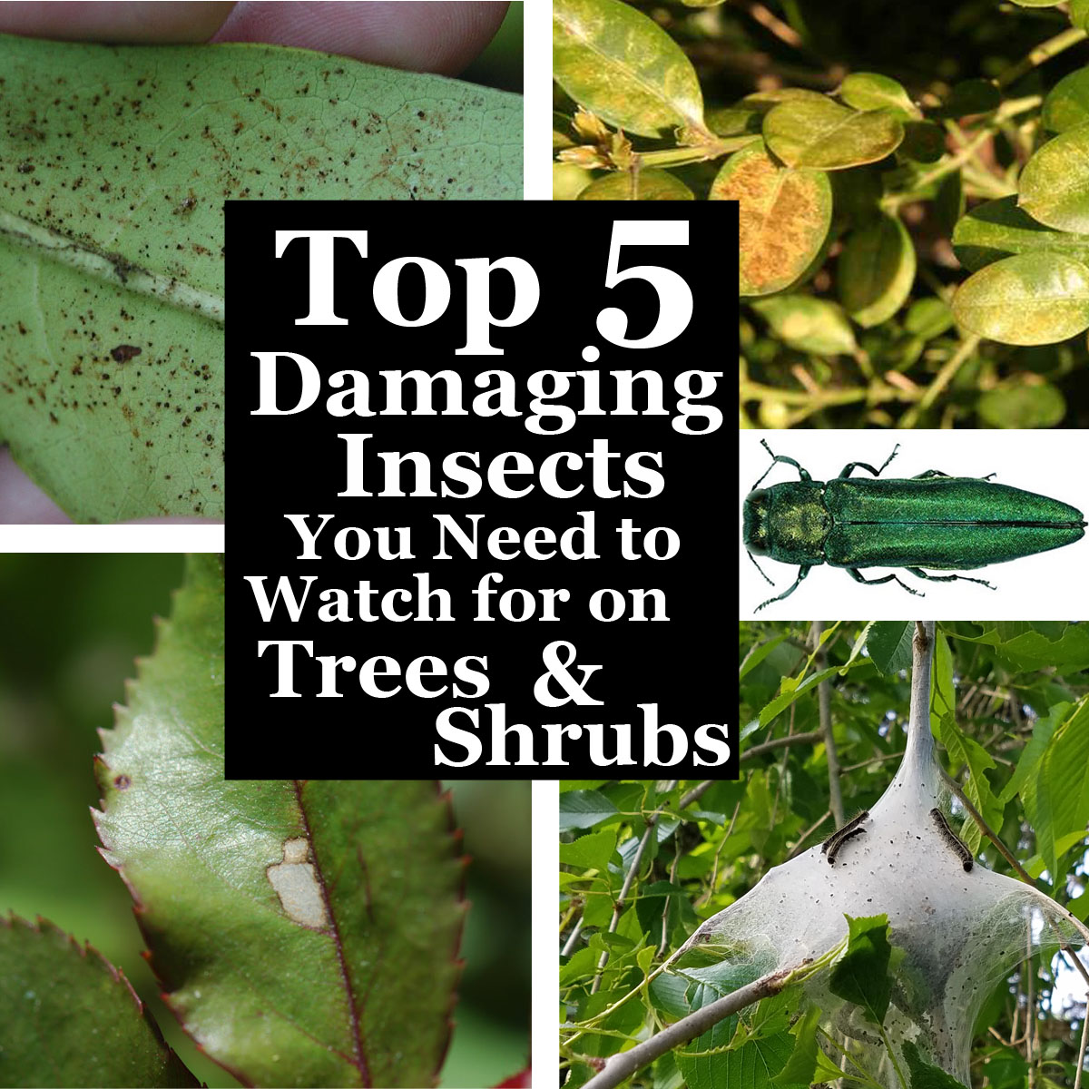 2018-Top-5-Damaging-Insects-You-Need-to-Watch-for-on-trees-and-shrubs-header
