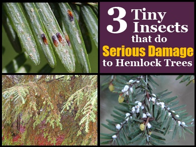 3-Tiny-Insects-that-do-Serious-Damage-to-Hemlock-Trees