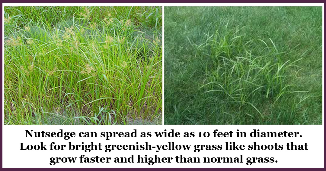 6 Steps to Getting Nutsedge Under Control on Your Property