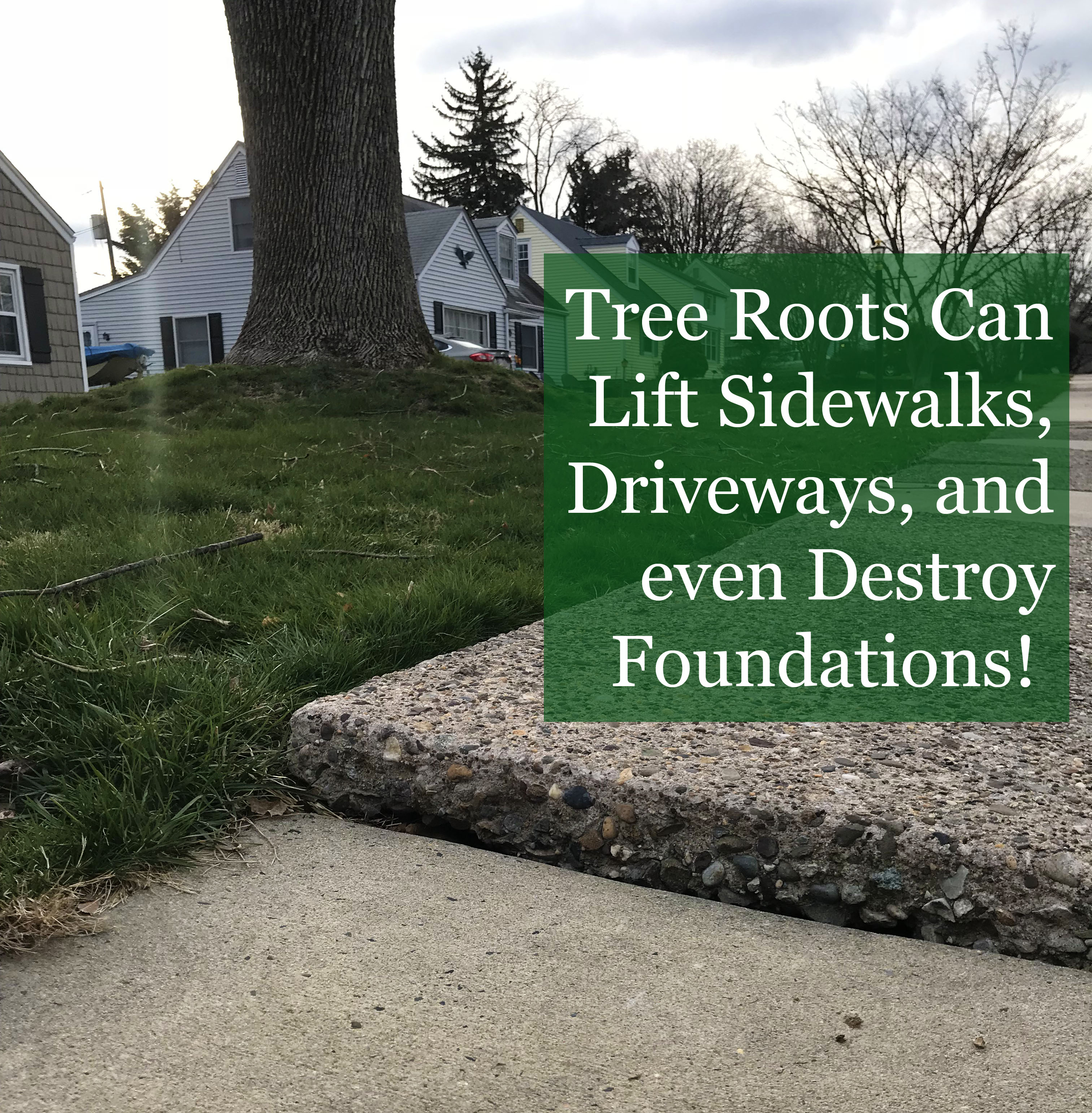 Giant Zelkova Roots Lift and Destroy Homeowner's Sidewalk
