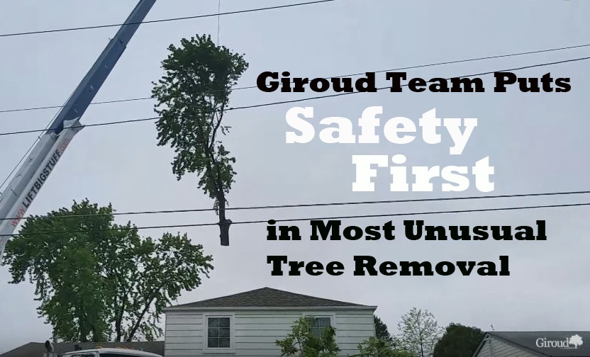 NorthEast-Philly-Tree-Removal.jpg