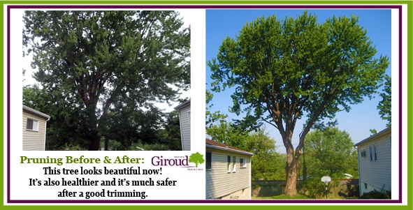 4 Reasons why fall is a great time to prune your trees Before and After-1