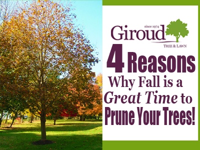 4 Reasons why fall is a great time to prune your trees