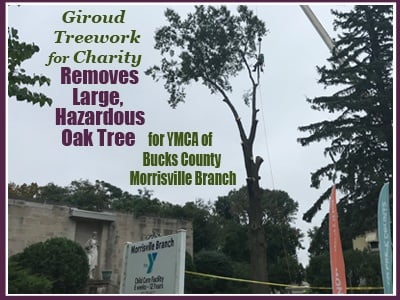 Giroud treework for charity donates removal of large oak for Bucks County YMCA Morrisville