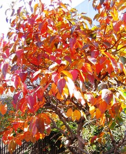 Persimmon Tree Has Beautiful Fall Foliage and Edible Fruit Making It an Great Tree to Plant