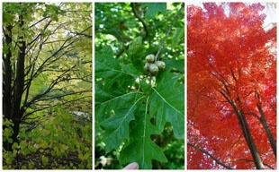 Best trees to replace Ash Trees killed by Emerald Ash Borers