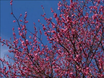 Flowering Cherry in decline:  At first glance, this tree looks perfect. A closer inspection shows little or no bloom at the branch tips, a key warning sign of health problems.