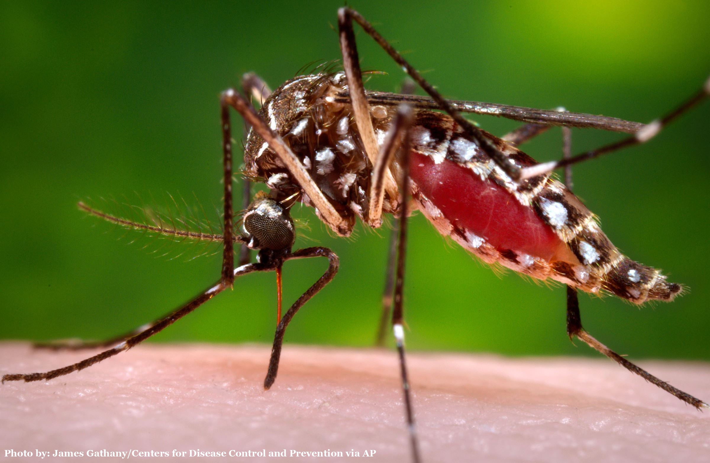 mosquito-female-ready-to-bite-w-photo-credit-1