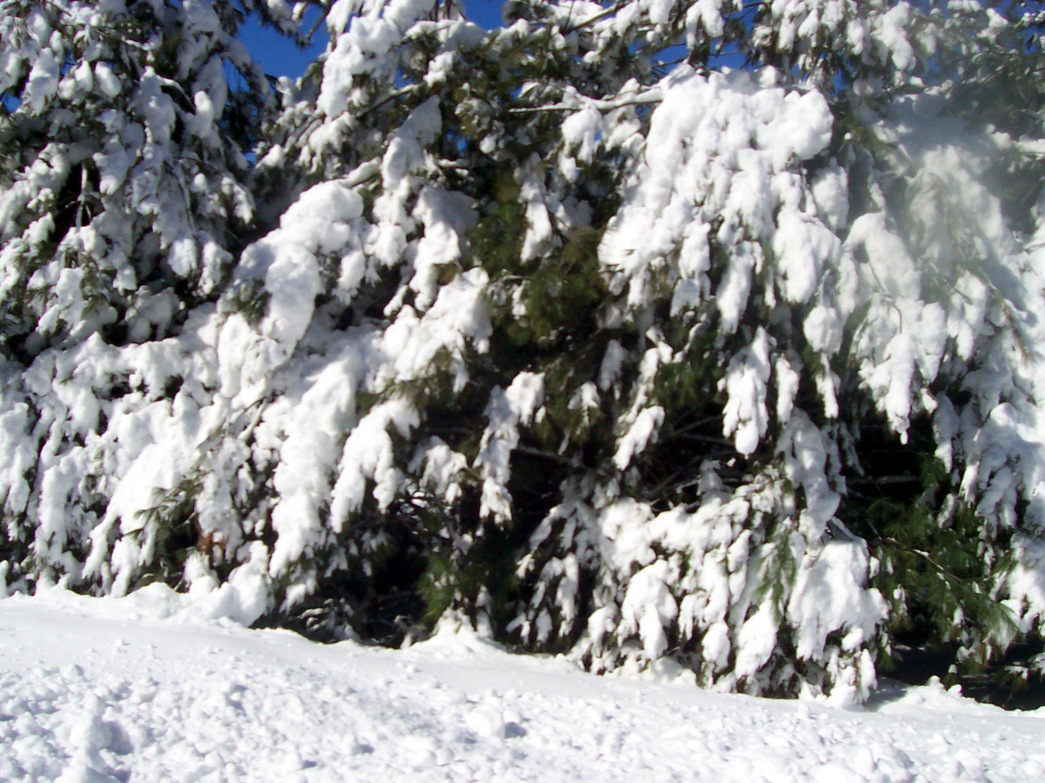 Heavy snow can easily weigh down branches, increasing their chances of breaking off.
