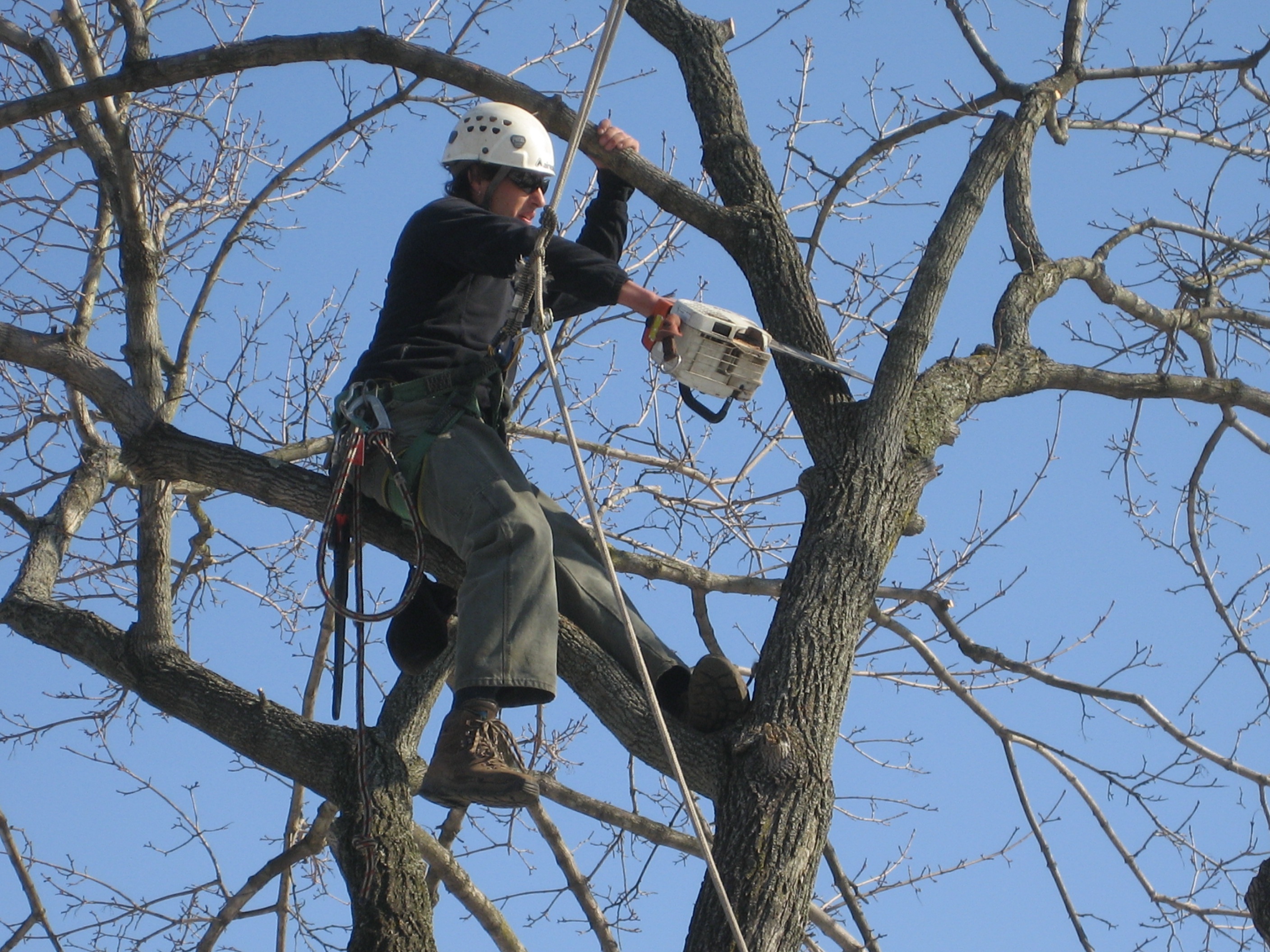Giroud Tree Climber performs winter pruning