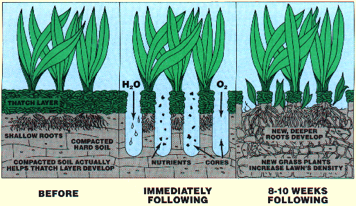 aeration 4 Steps to take now to achieve a beautiful lawn next spring