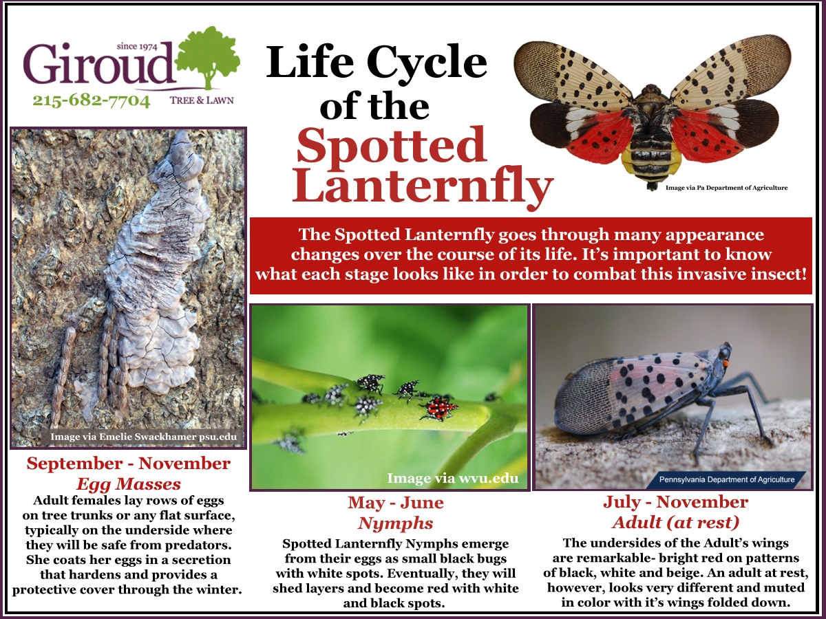 Why You Need to worry about Spotted Lanternfly Life Cycle