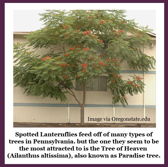 Spotted Lanternfly are attracted to Tree of Life Ailanthus Altissima