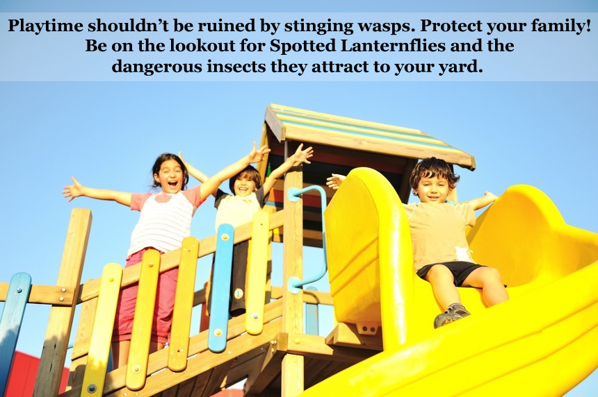 Protect your family from the stinging wasps that spotted lanterfly attract