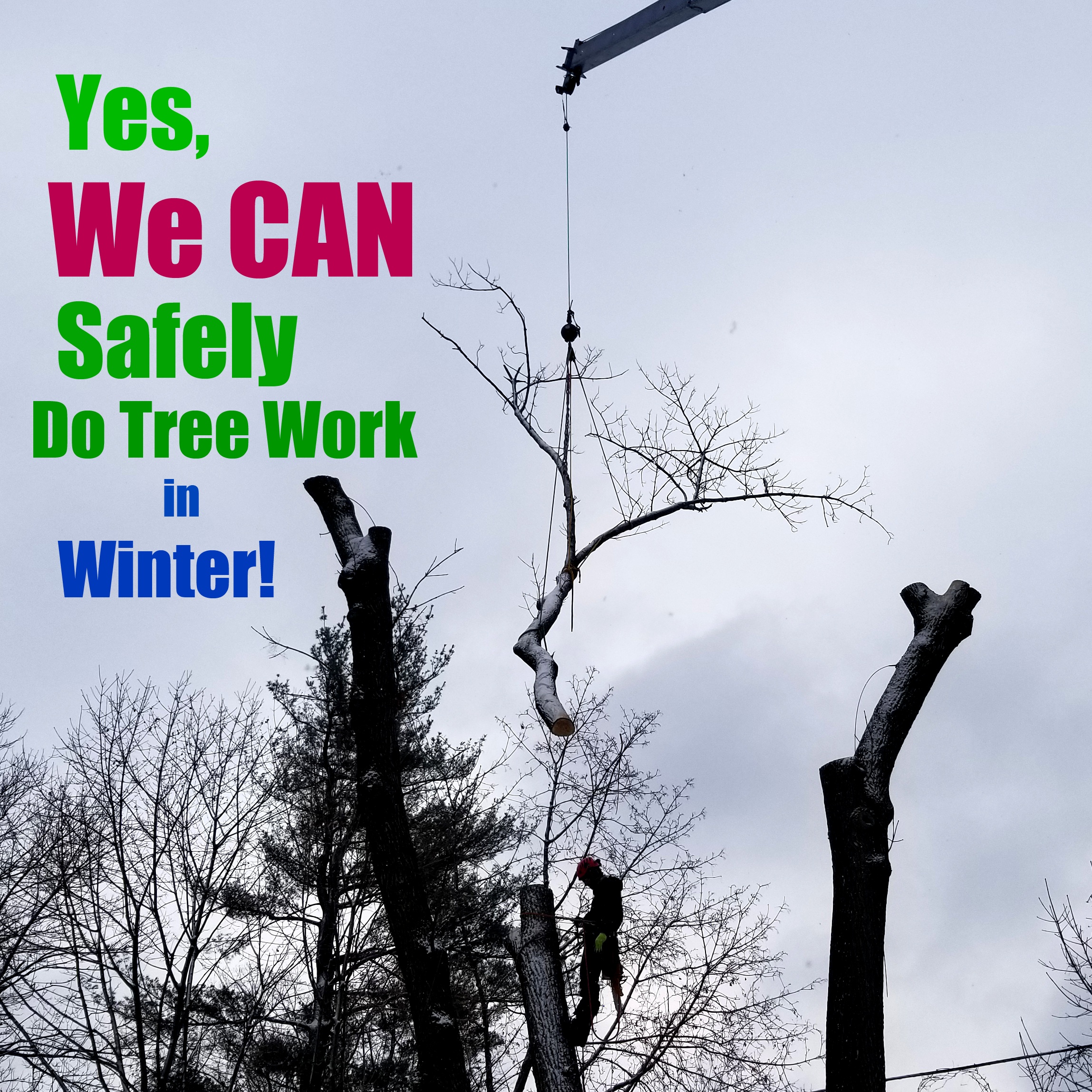 Yes We Can Safely Do Tree Work in Winter - crane removal.jpg