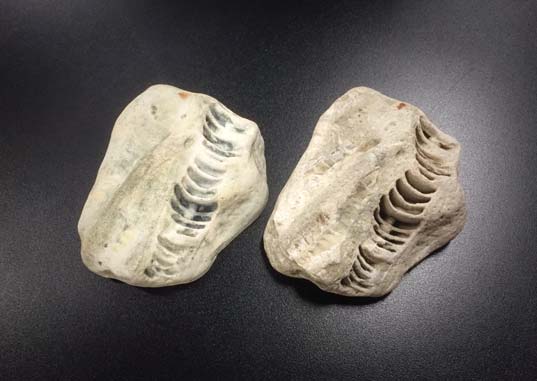 FAKING IT WITH FOSSILS