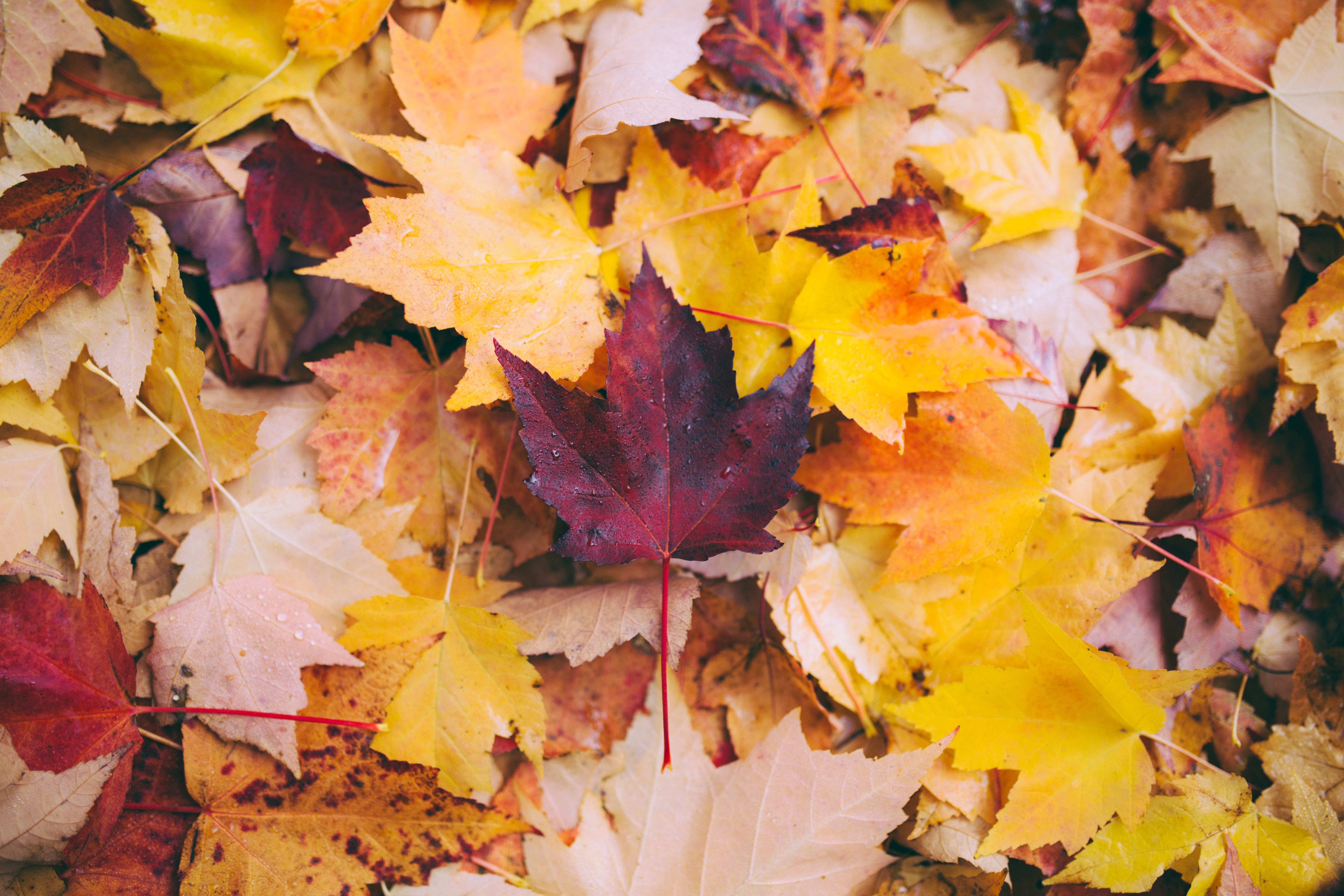 Fall Home Maintenance to Prevent Winter Woes