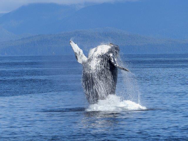 whale watching quebec rv camping whale watching canada best time