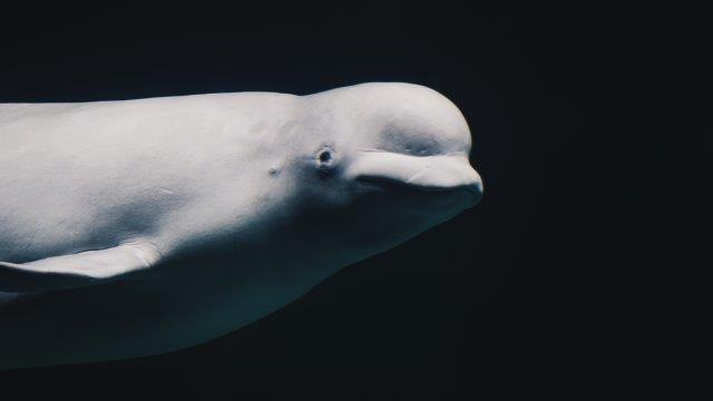 beluga whale watching quebec east coast canada