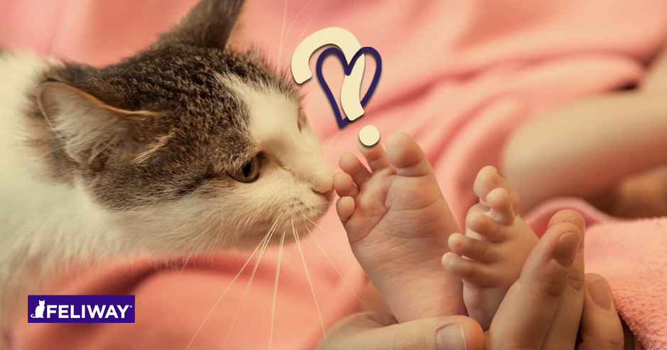 feliway pregnancy