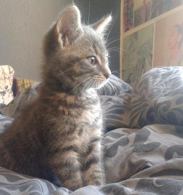 Kitten looking curious