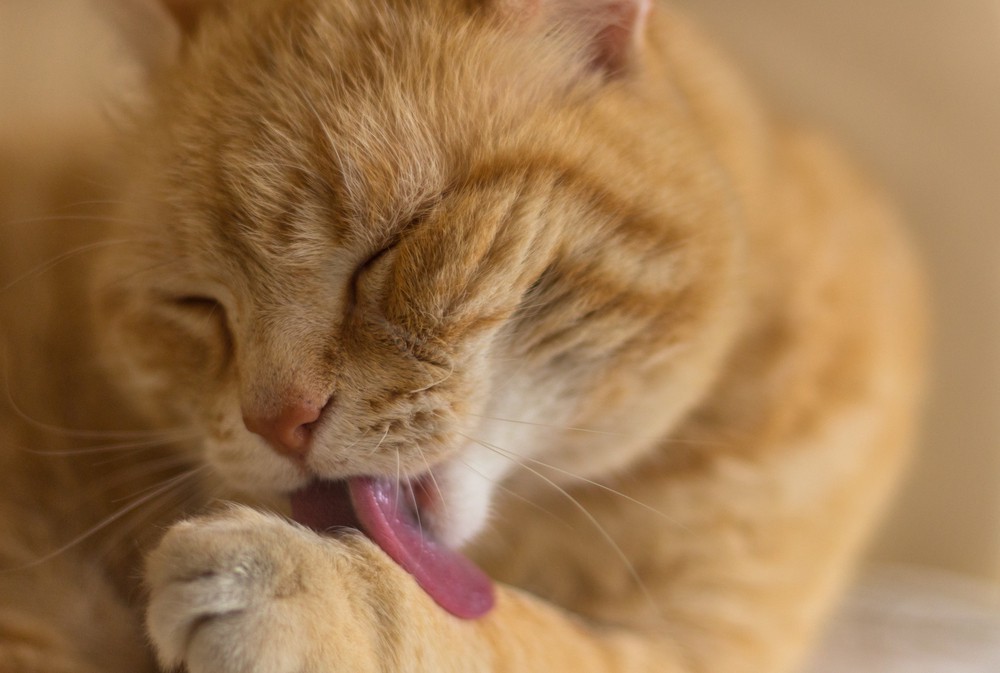 cat grooming itself