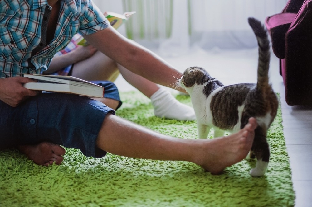 cat stroked by a man's hand