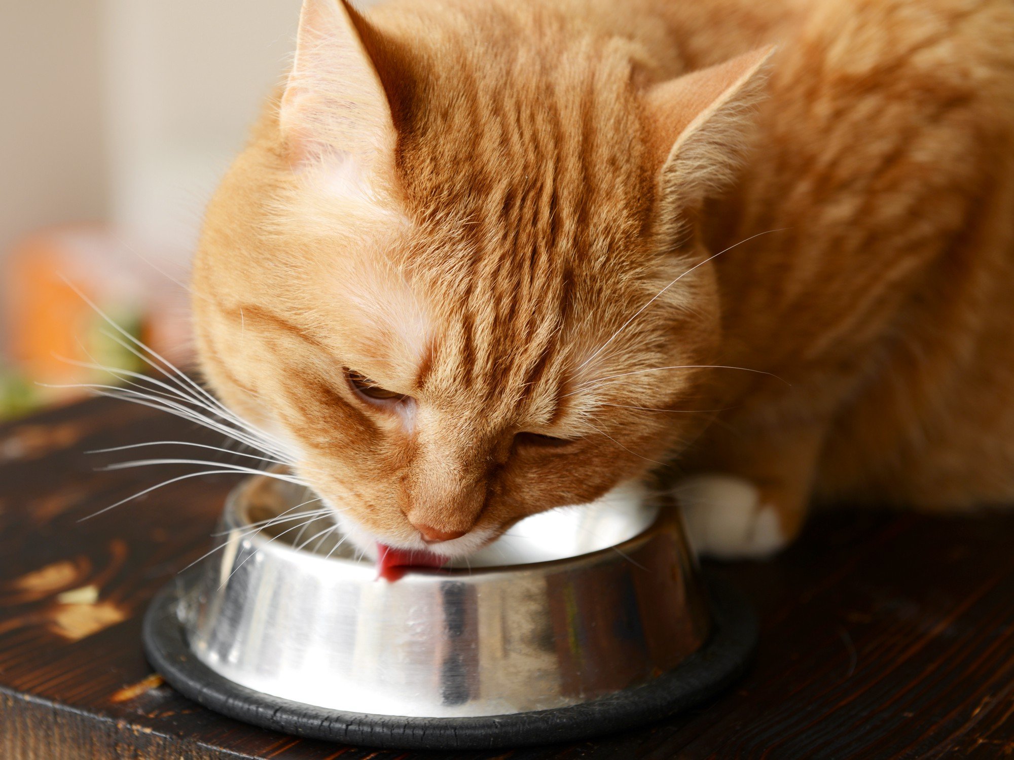 ginger cat eating food