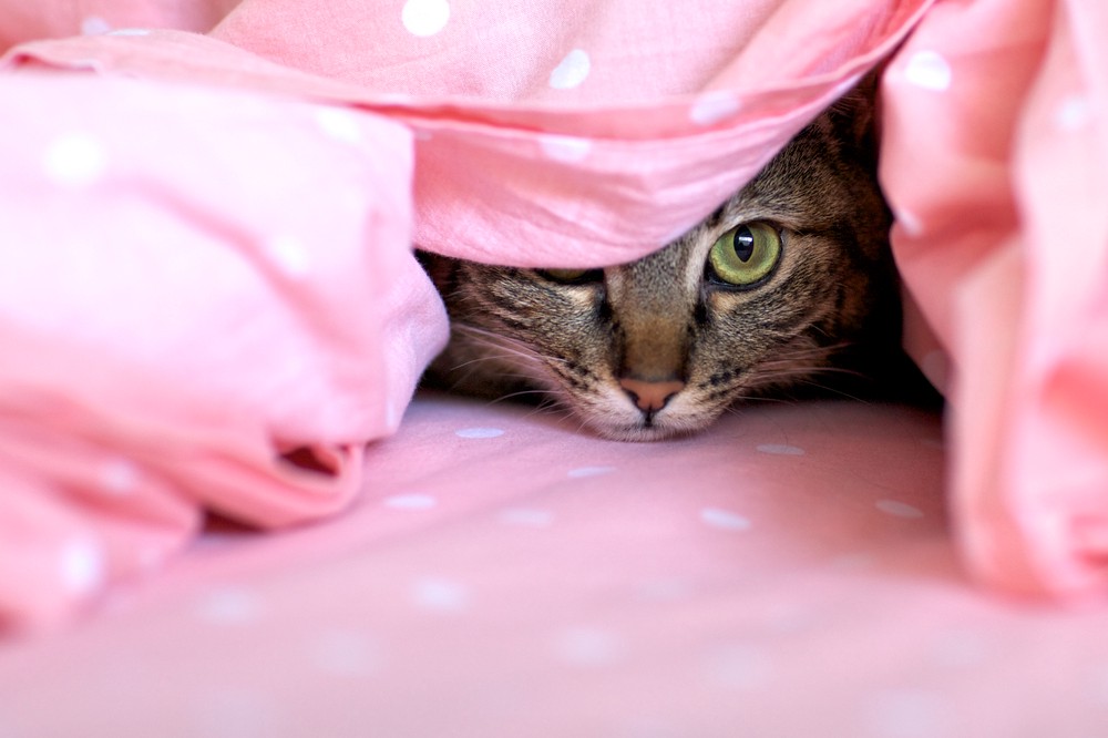 cat under blankets