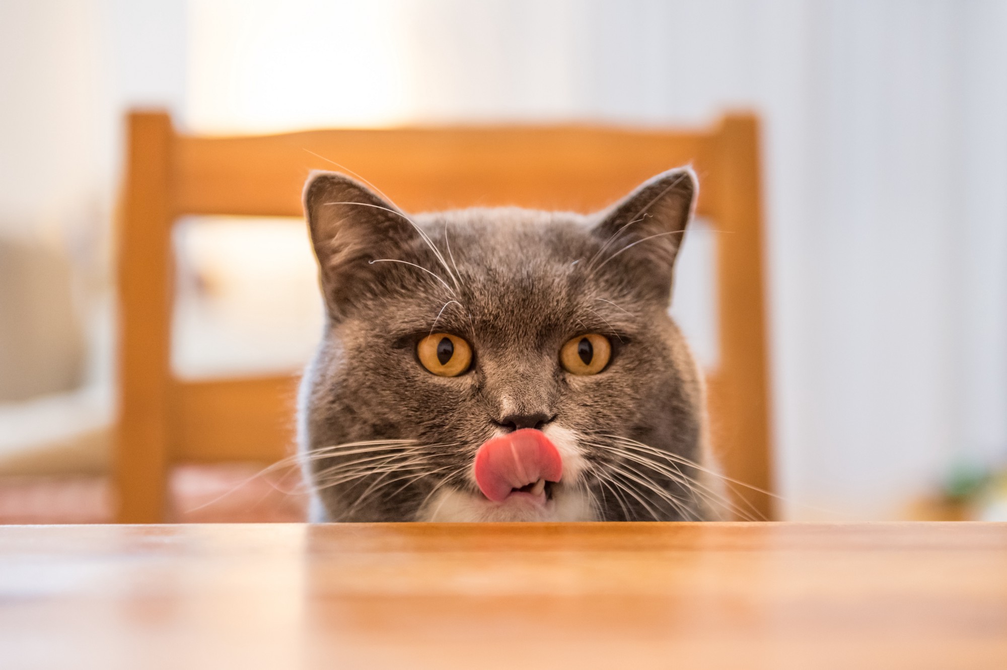 cat sat at the table