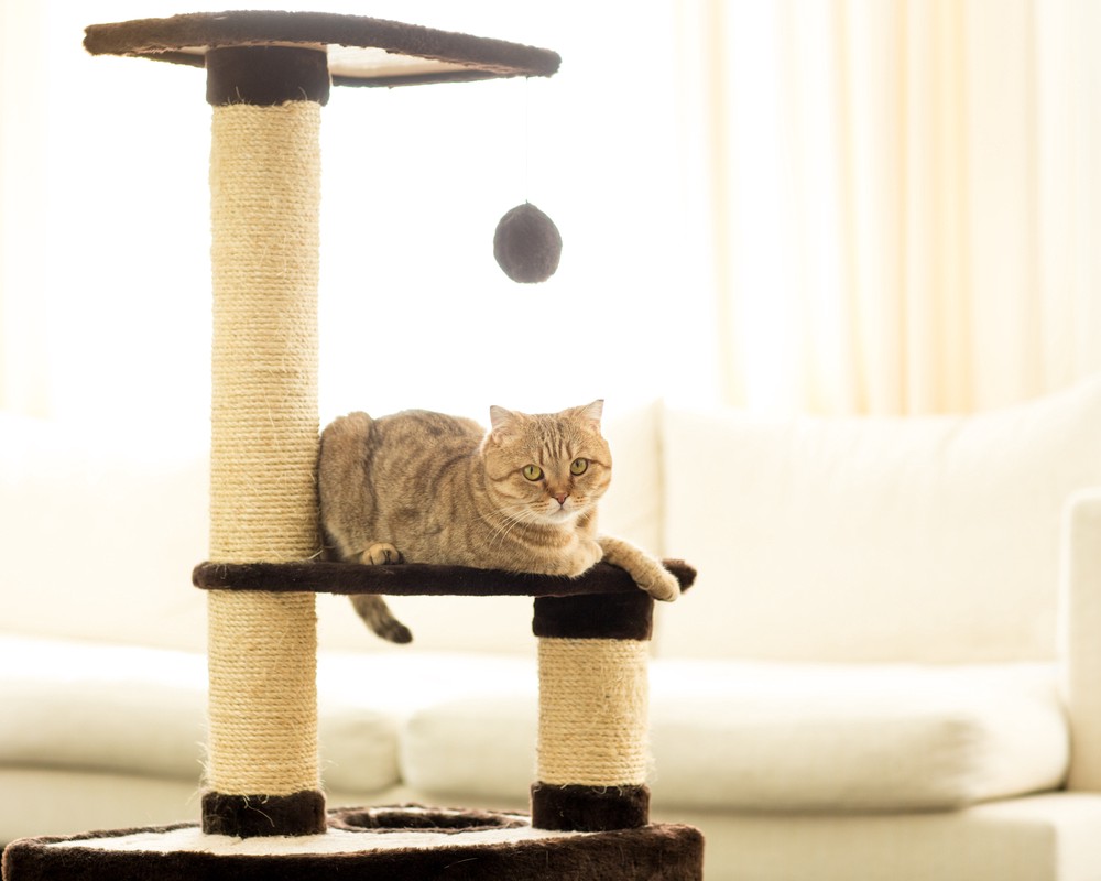 cat on cat scratcher