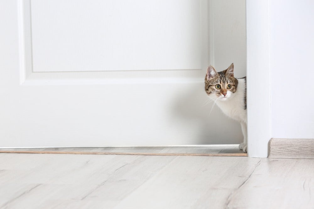 cat peering around a door