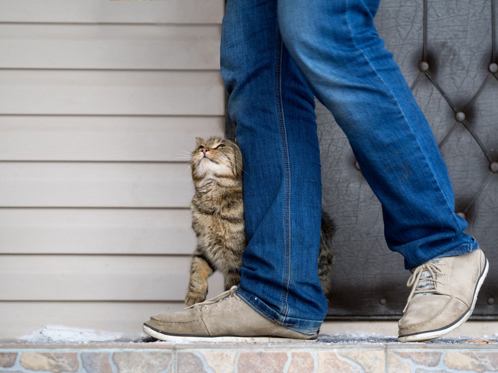 cat rubbing against owners legs