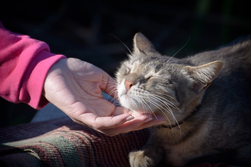 cat enjoying chin scratches