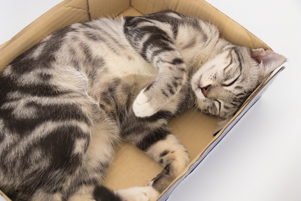 cat lying on box