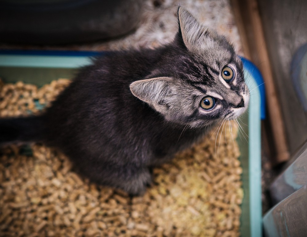 kitten in litter tray