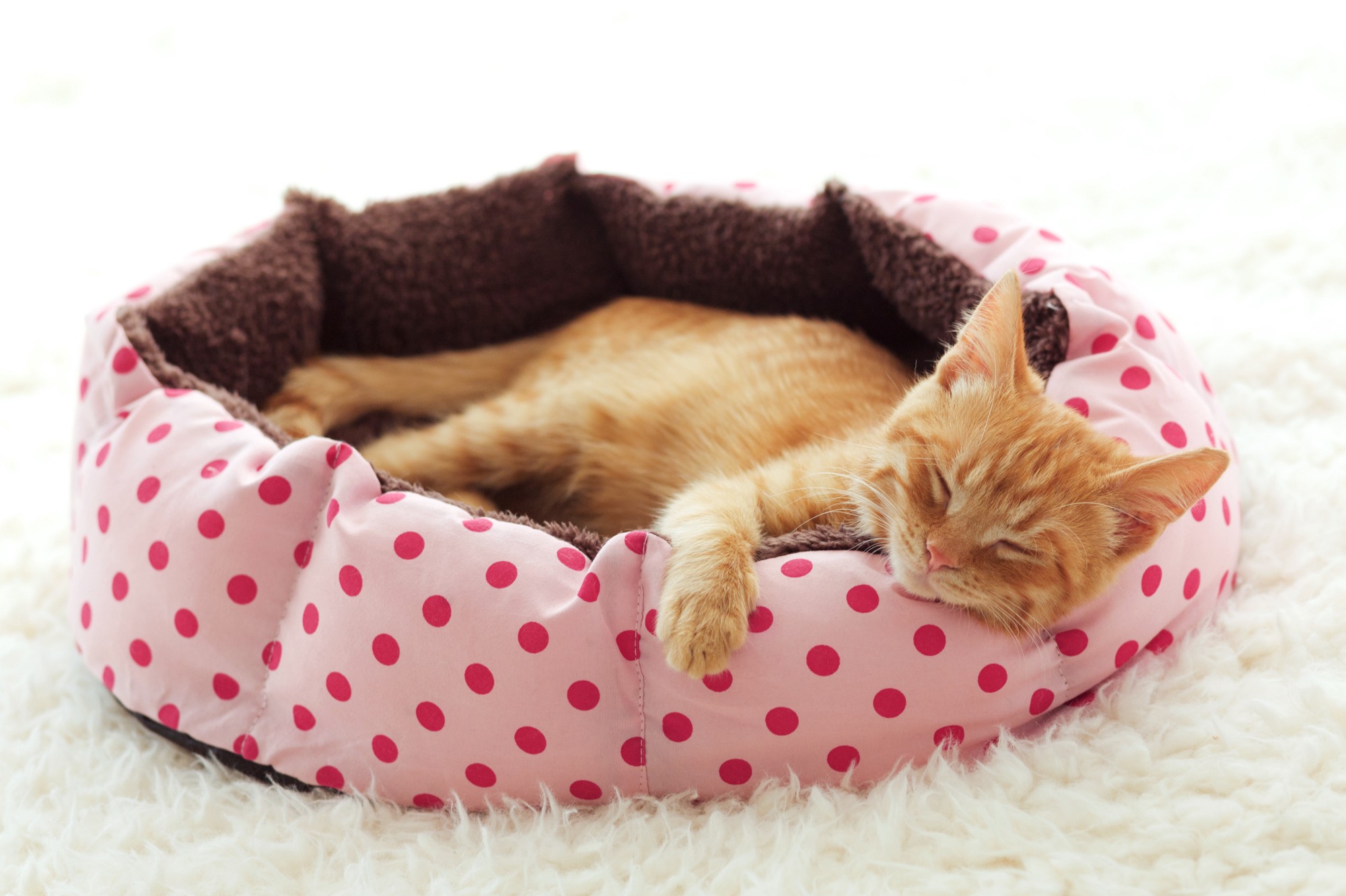ginger cat in cat bed