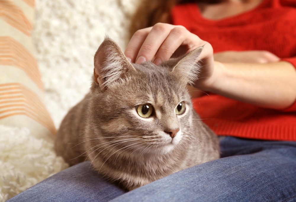 cat being stroked on owners lap