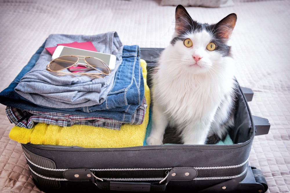 viajar com gatos