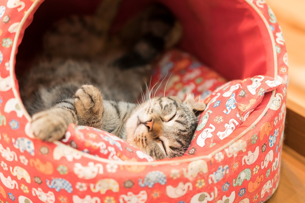 cat asleep in bed