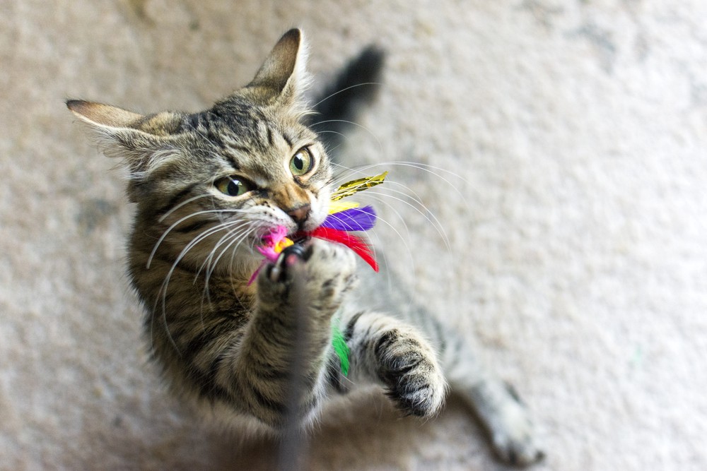 cat with feather toy