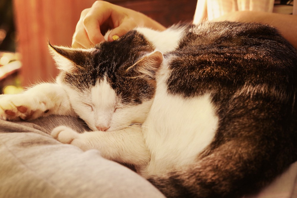 cat asleep on owners lap