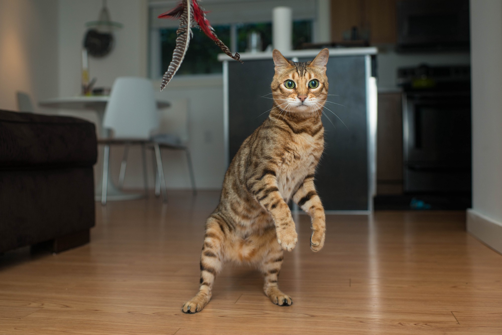 cat playing with feather toy