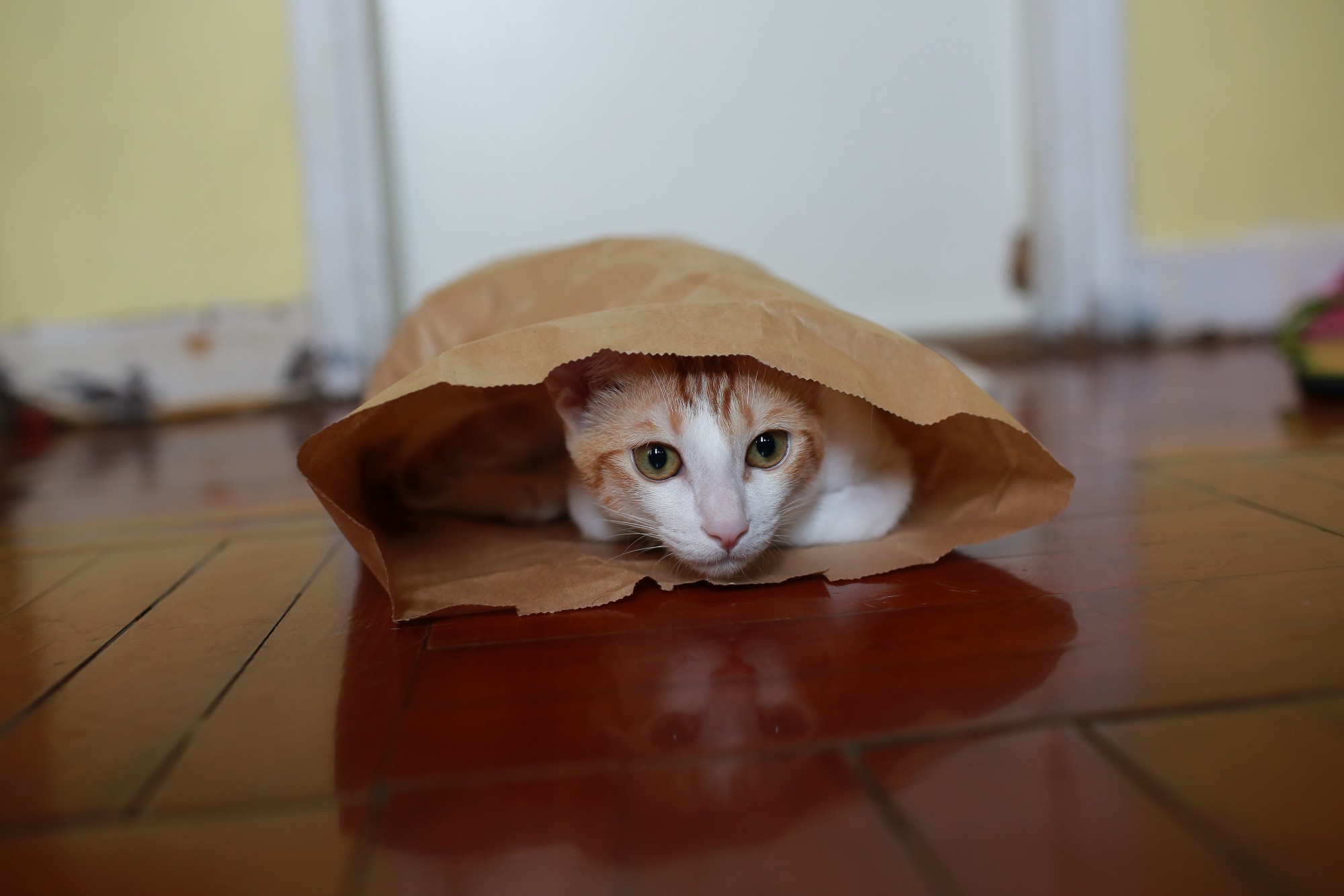 cat playing in paper bag