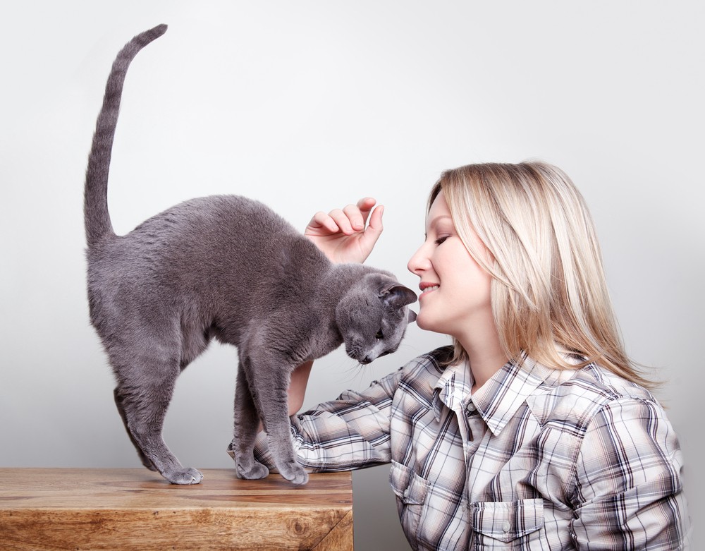 cat headbutting owner