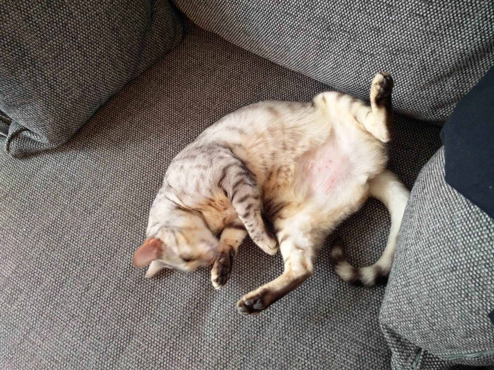 bengal cat suki on the sofa