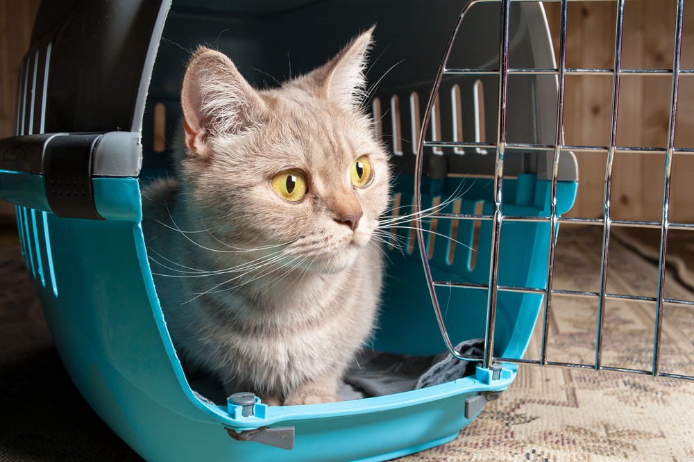 cat in cat carrier