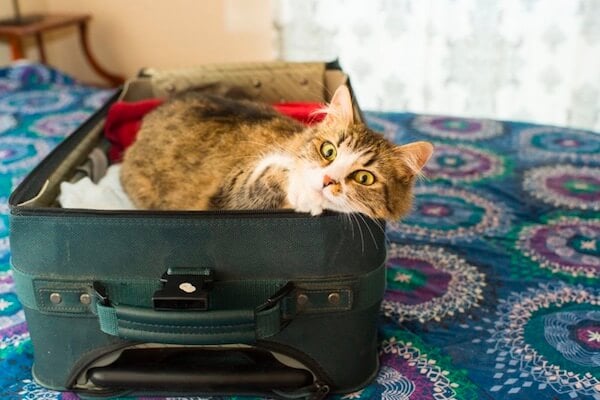 cat in a suitcase